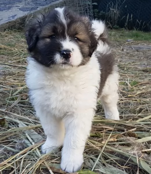 caucasico  caucasico ovcharka  cane da protezione del bestiame 