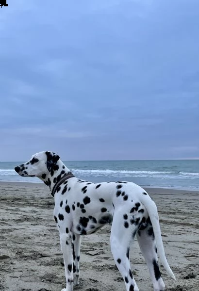 cerco femmina di dalmata per accoppiamento