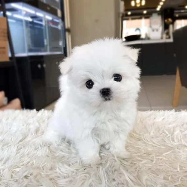 cuccioli di maltese maschio e femmina