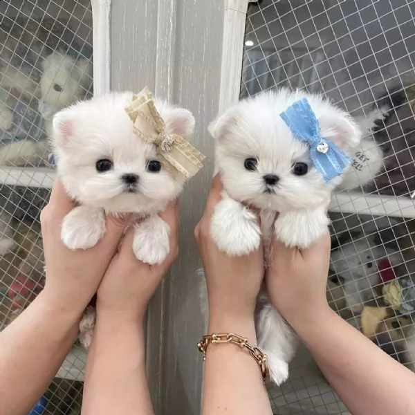 adorabili cuccioli maltesi disponibili per l'adozione in una casa | Foto 0