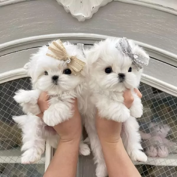 adorabili cuccioli maltesi disponibili per l'adozione in una casa