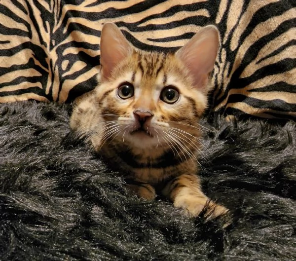 cuccioli gatto bengala disponibili | Foto 0