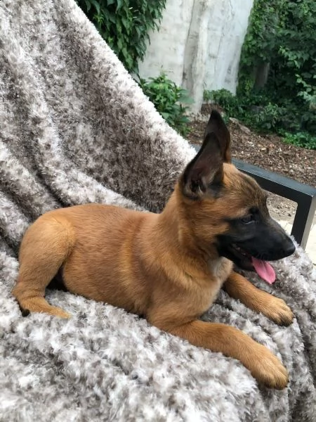 cuccioli pastore belga malinois maschio e femmina | Foto 4