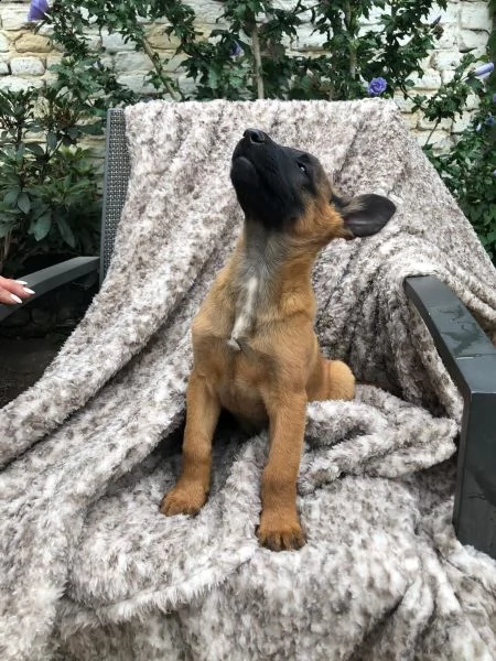 cuccioli pastore belga malinois maschio e femmina | Foto 0
