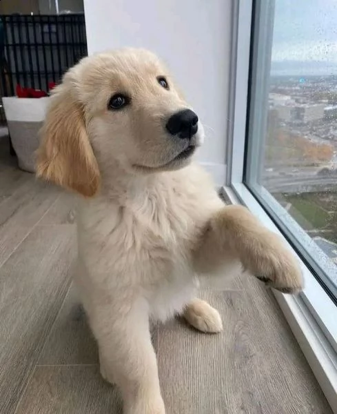 regalo cuccioli labrador  | Foto 1