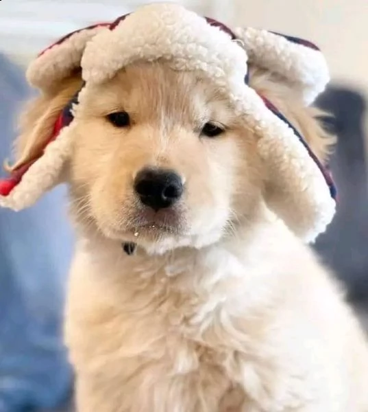regalo cuccioli labrador  | Foto 0