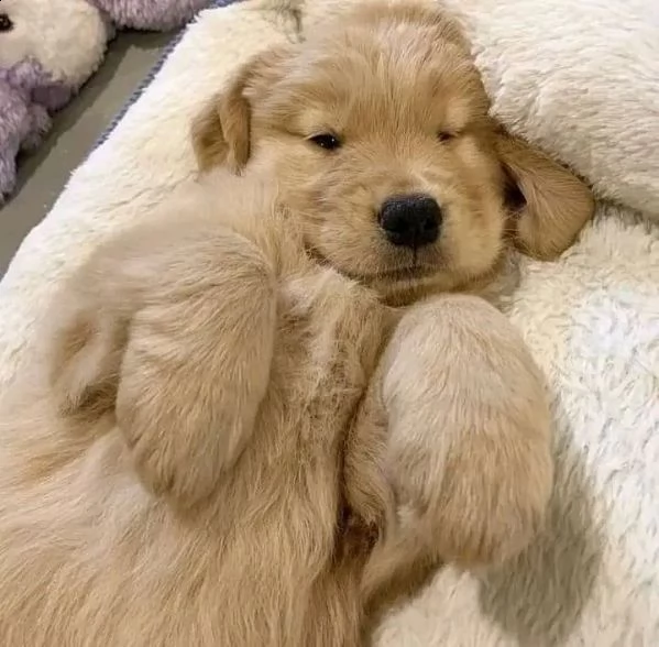 regalo cuccioli labrador 