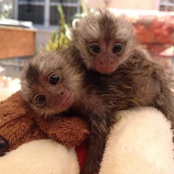 dolci scimmie marmoset in vendita
