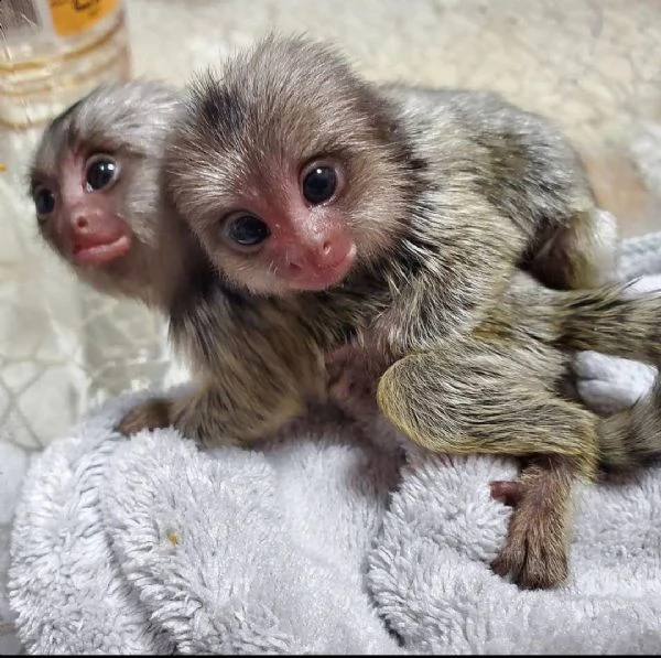 dolci scimmie marmoset in vendita | Foto 0