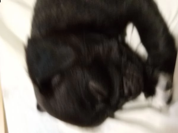 cuccioli carlino | Foto 3