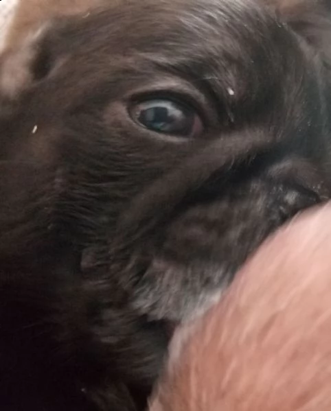 cuccioli carlino | Foto 2