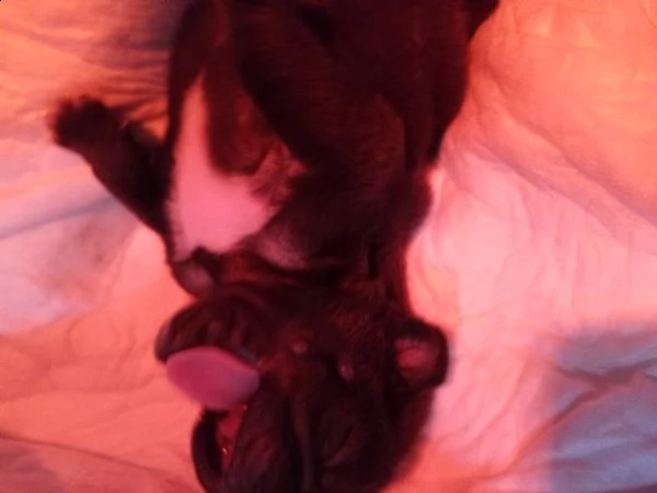 cuccioli carlino | Foto 1