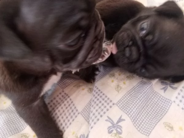 cuccioli carlino | Foto 0
