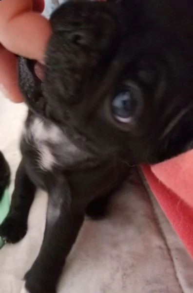 cuccioli carlino