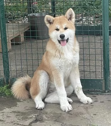 cuccioli di akita 