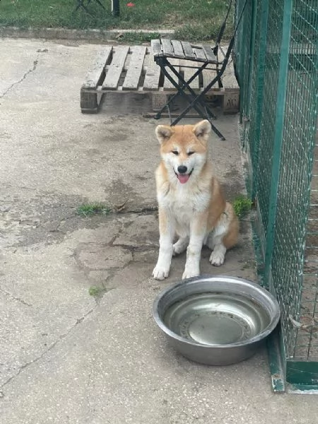 cuccioli di akita  | Foto 4