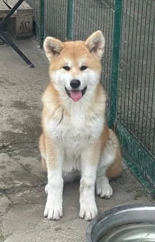 cuccioli di akita  | Foto 3