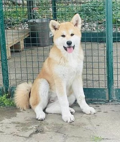 cuccioli di akita  | Foto 2