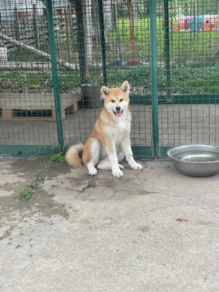 cuccioli di akita  | Foto 1