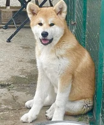 cuccioli di akita  | Foto 0