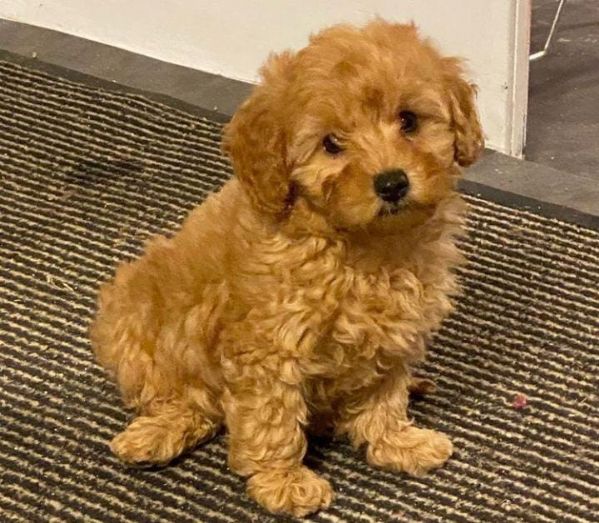 Parka Trapuntato Idrorepellente Viola Per Bambina Okaïdi & Obaïbi - Foto 9