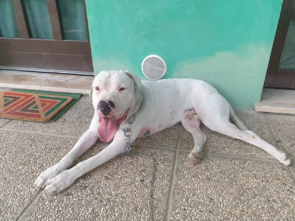 regalo dogo argentino  | Foto 0
