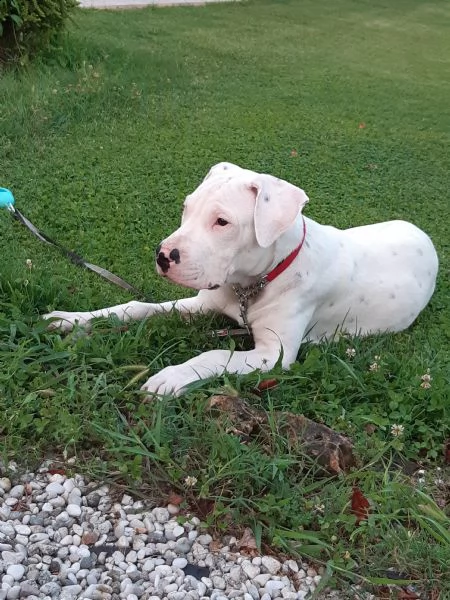 regalo dogo argentino 