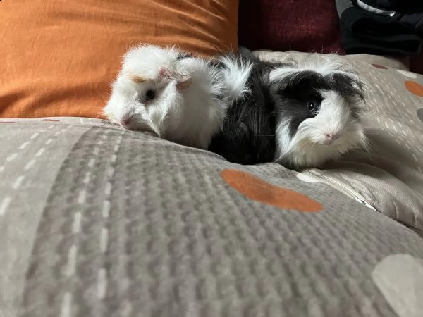 cuccioli di cavia peruviana da adottare