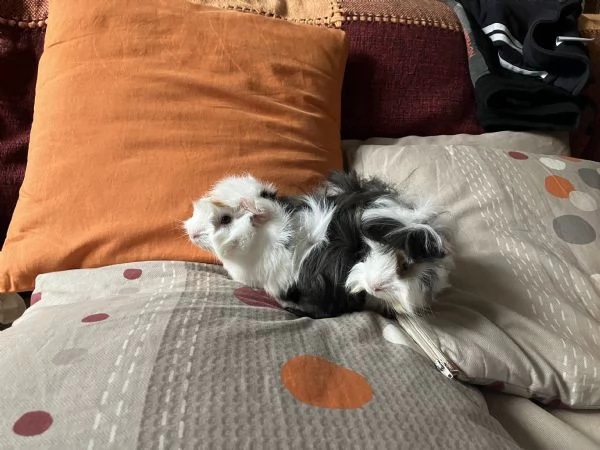 cuccioli di cavia peruviana da adottare | Foto 0