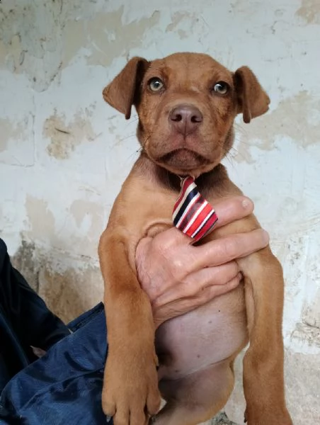 il dolcissimo red