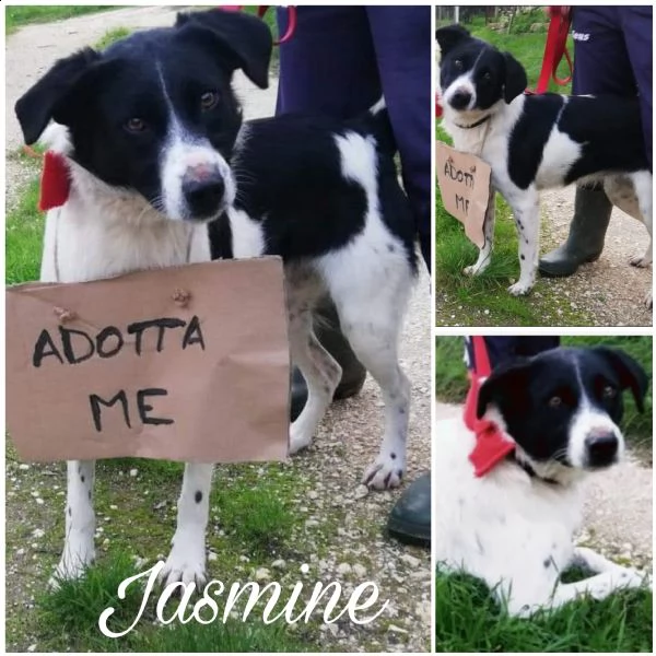 jasmine cerca famiglia aiutiamola  | Foto 5