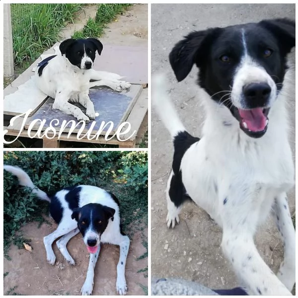 jasmine cerca famiglia aiutiamola  | Foto 0