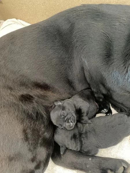 cuccioli labrador retriever  | Foto 4