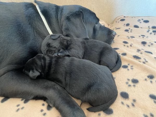 cuccioli labrador retriever  | Foto 3