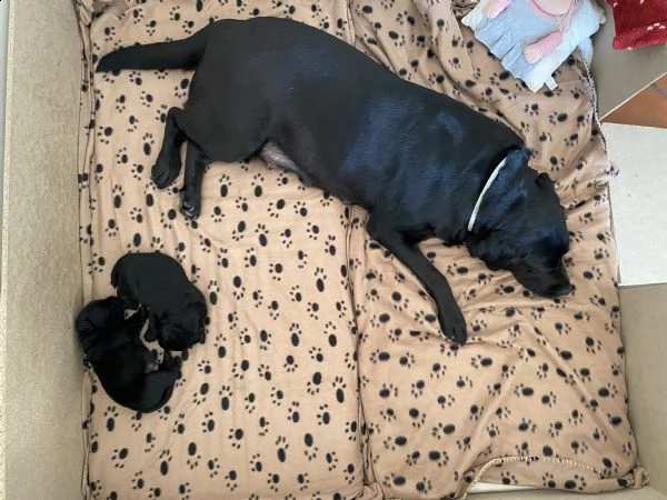 cuccioli labrador retriever  | Foto 2