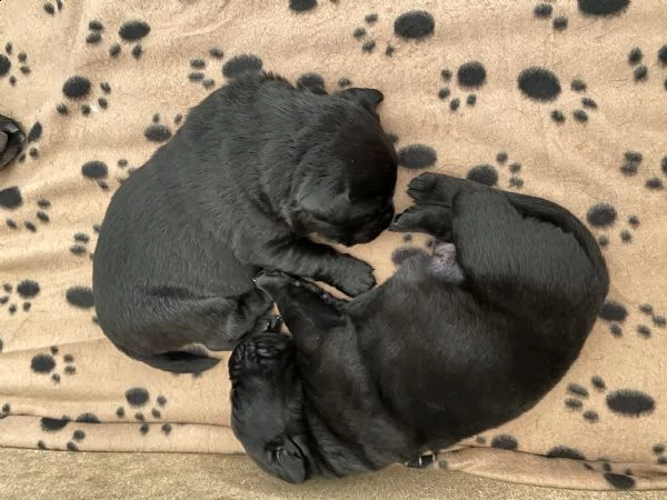 cuccioli labrador retriever 