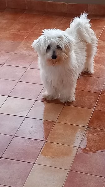 cuccioli maltese
