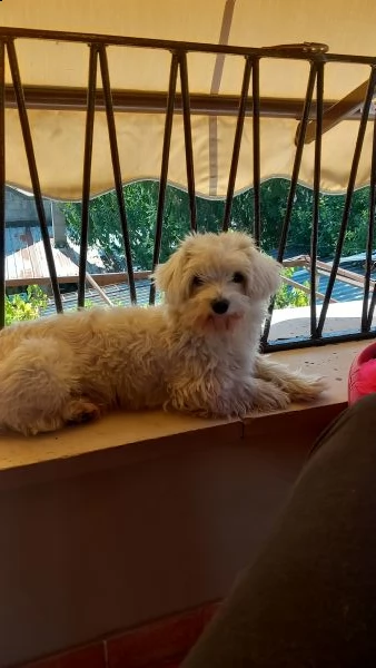 cuccioli maltese | Foto 0