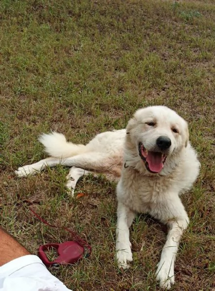 regalo cane maremmano 
