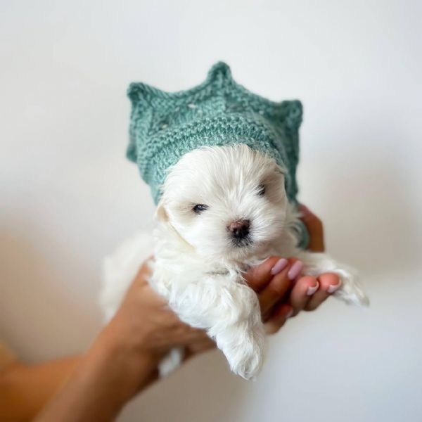 Regalo cucciolo Maltese da Privato a regalo maltese mini toy 30/10/2022