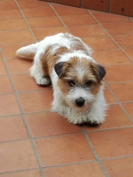 jack russell terrier 