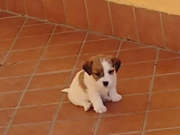 jack russell terrier  | Foto 2