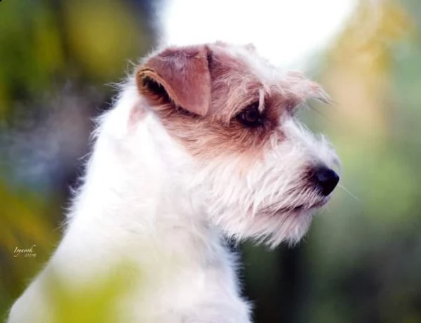 jack russell terrier  | Foto 1