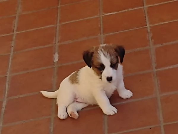 jack russell terrier  | Foto 0