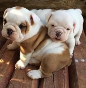 regalo cuccioli bulldog inglese per ladozione