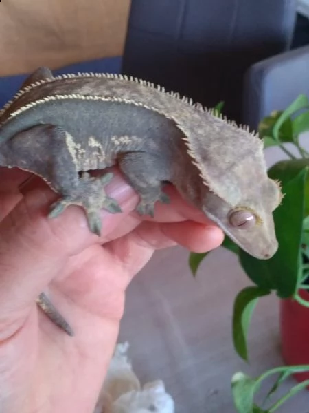 gechi ciliatus crestato 