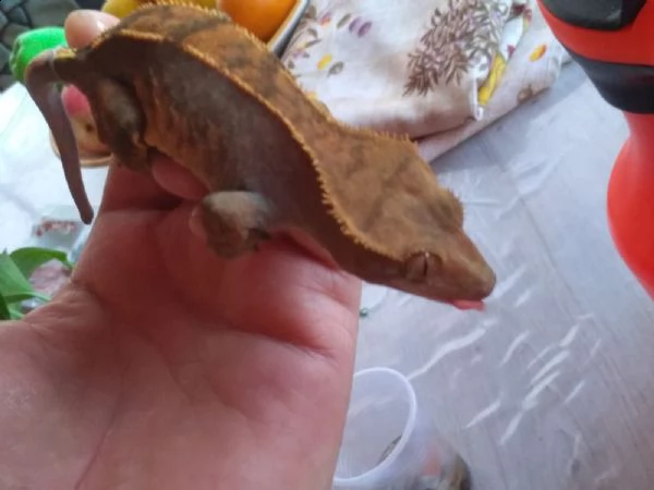 gechi ciliatus crestato  | Foto 2