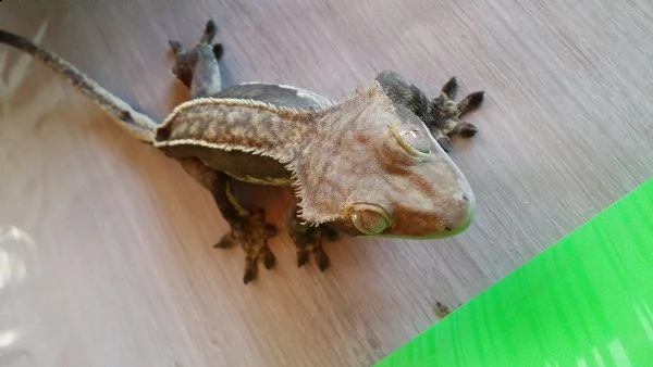 gechi ciliatus crestato  | Foto 0