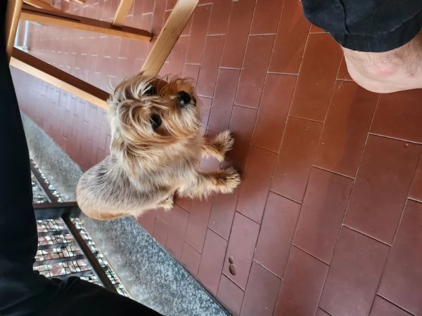 regalo cagnolina 