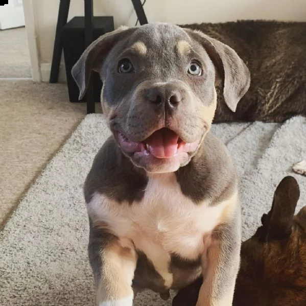 pitbull | Foto 1